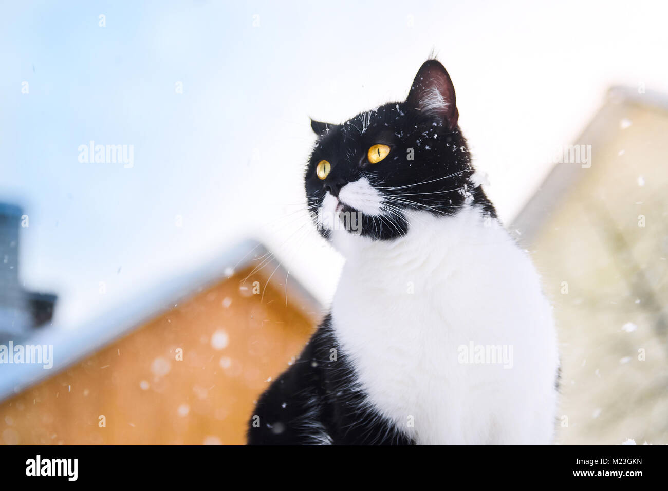 Le chat est assis sur un toit lors de chutes de neige. Journée d'hiver. Banque D'Images