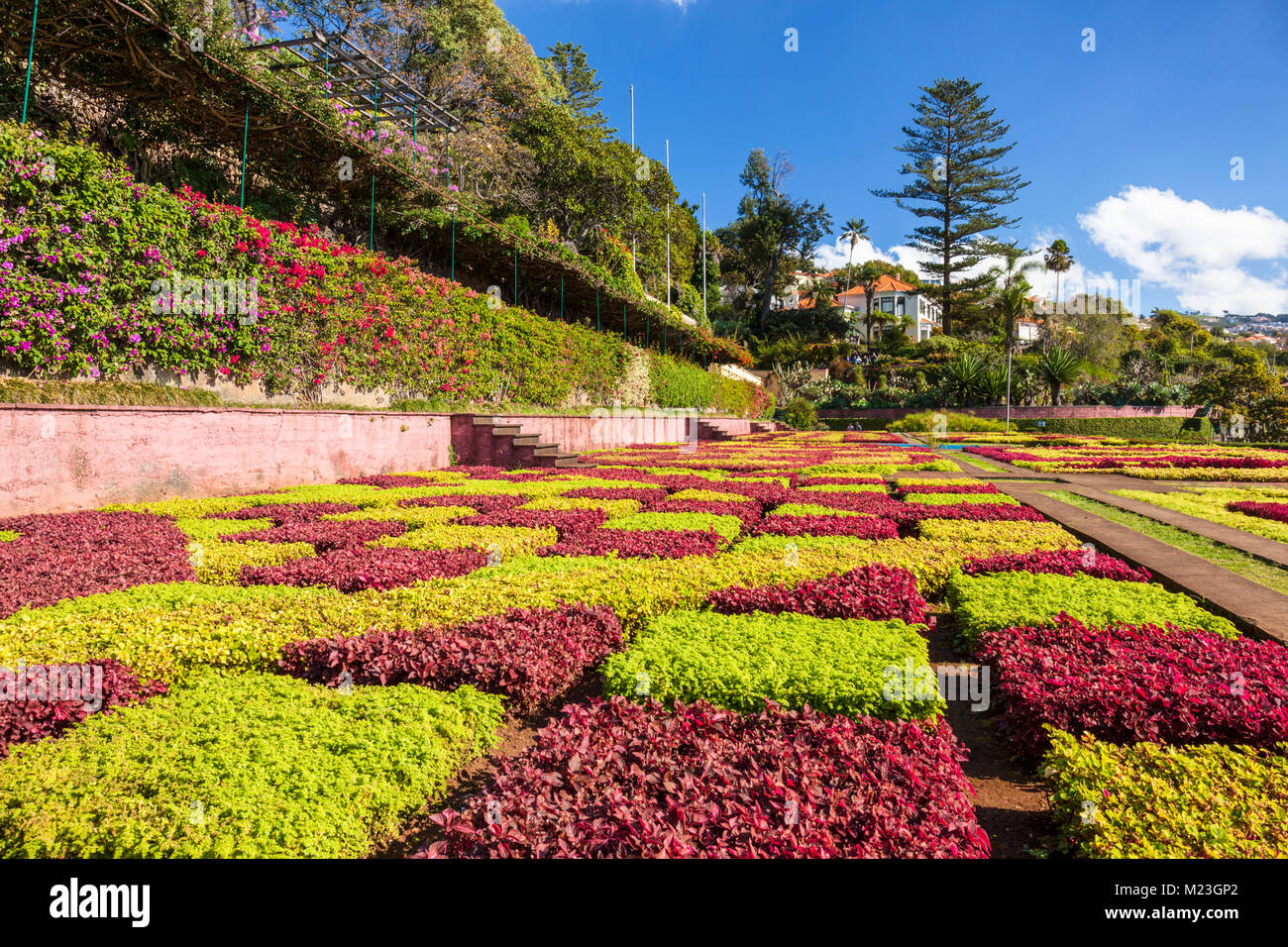 FUNCHAL Madeira Funchal jardins botaniques Jardins botanique Jardim Botanico au-dessus de la capitale de l'île de Madère Funchal , Portugal, l'Union européenne, l'Europe Banque D'Images