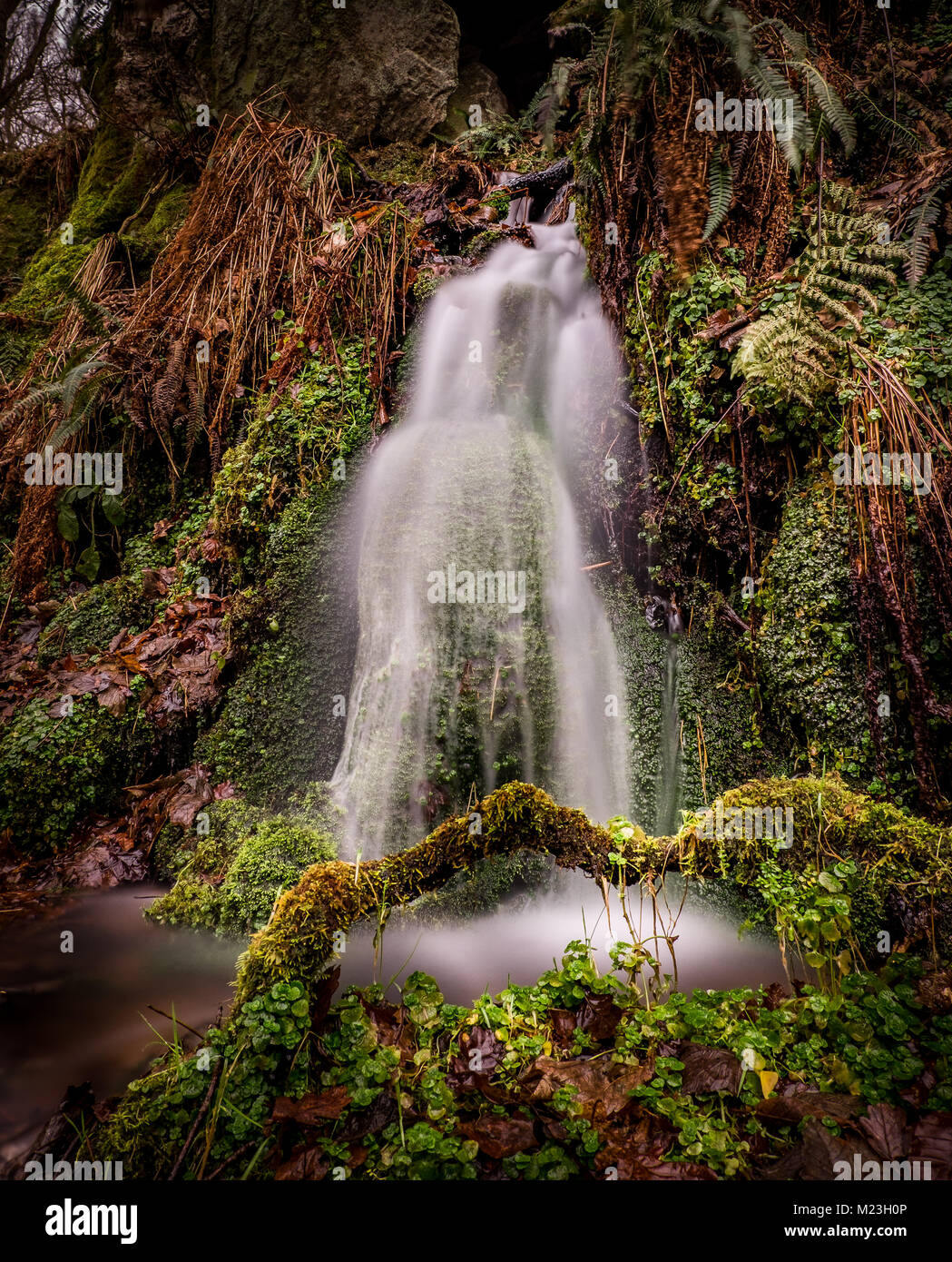 Forest waterfall Banque D'Images