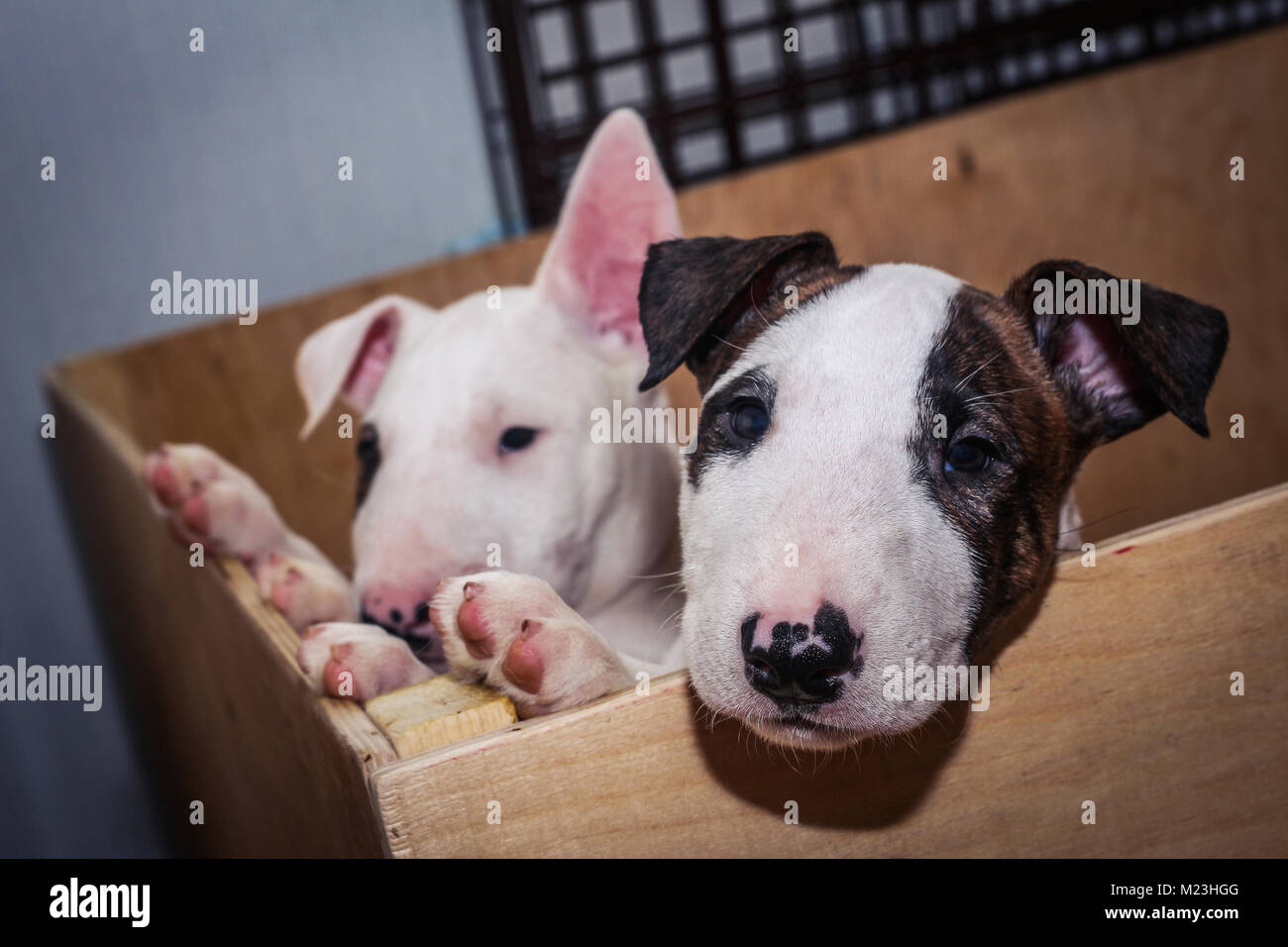 Peu de chiot Bull Terrier Anglais Banque D'Images