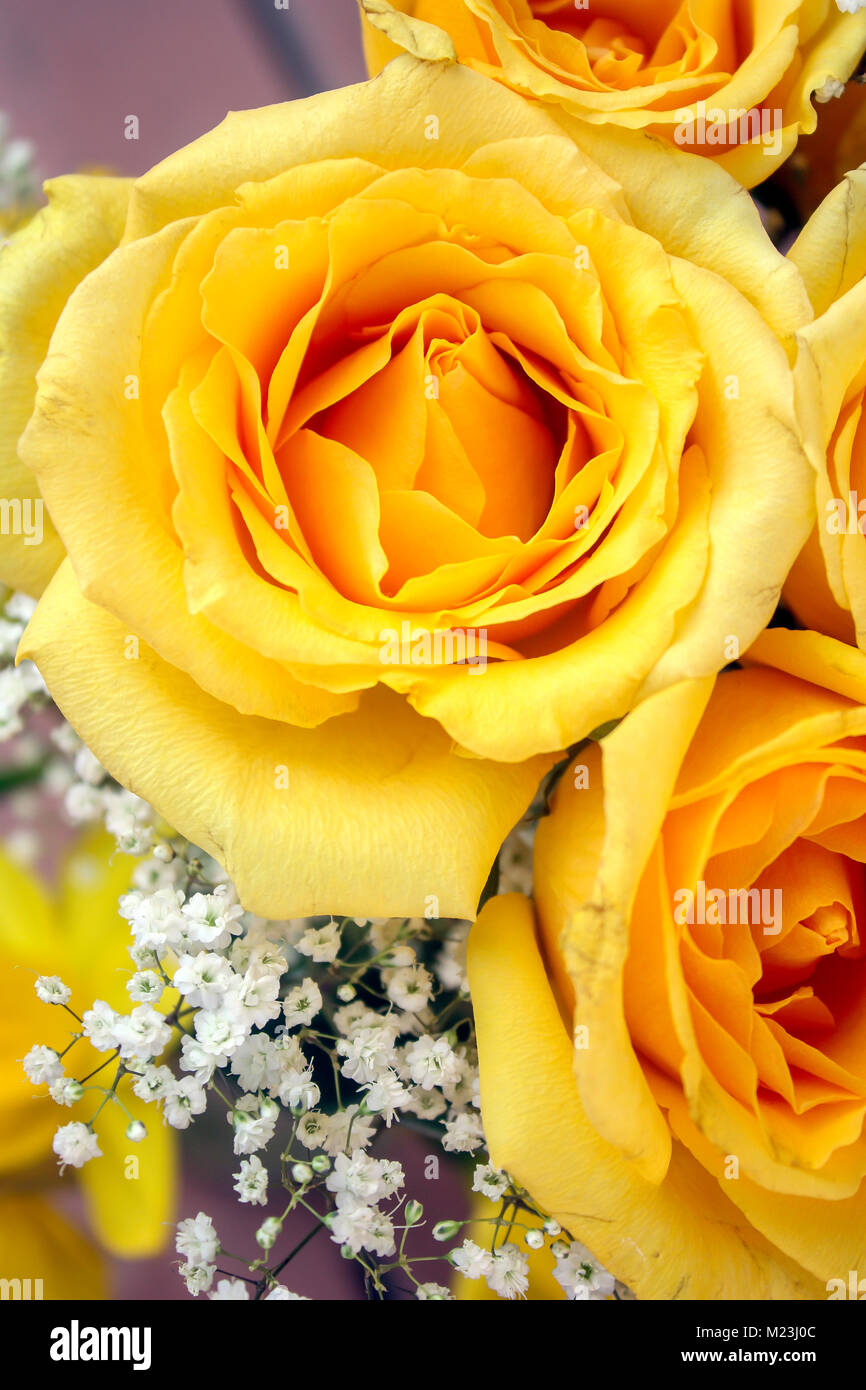 Bouquet de roses jaunes et de minuscules fleurs blanches Photo Stock - Alamy