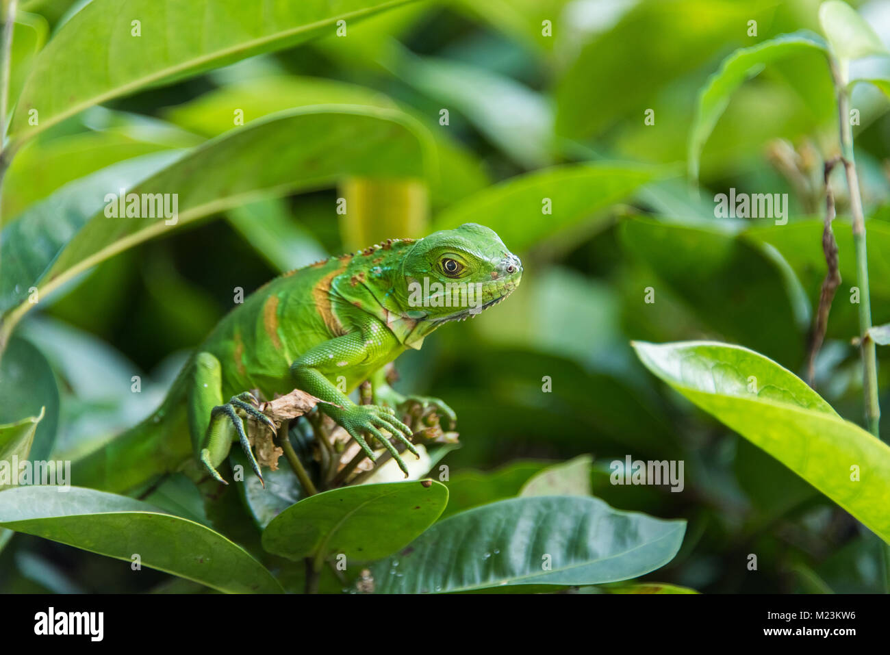 Petit Iguane vert isolé Banque D'Images
