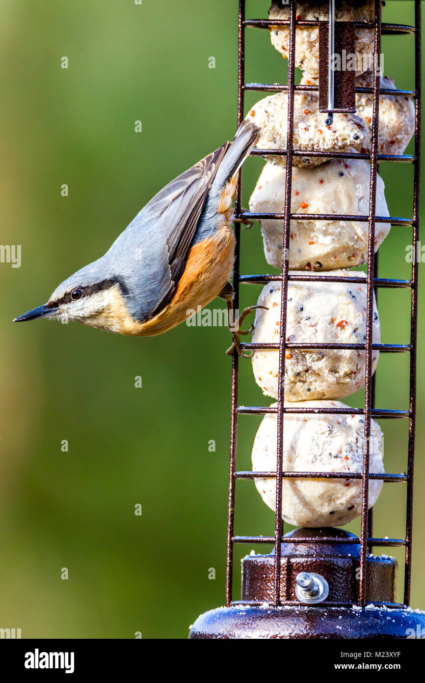 Northampton, Royaume-Uni 4e février 2018. Météo. Un matin très froid avec un peu de neige fondue, une blanche Sitta europaea (Sittidae) entrée dans le jardin pour une collation sur la fatball les mangeoires. Credit : Keith J Smith./Alamy Live News Banque D'Images