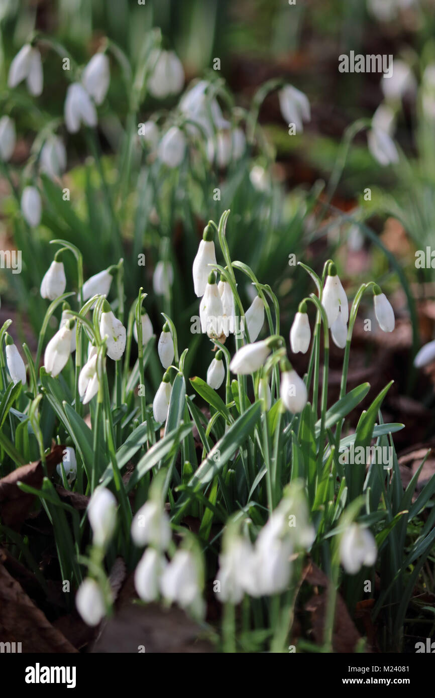 Nonsuch Park, Cheam, Surrey. UK. 4e février 2018. Une jolie clairière de perce-neige au soleil au Nonsuch Park, Cheam, Surrey. Credit : Julia Gavin/Alamy Live News Banque D'Images