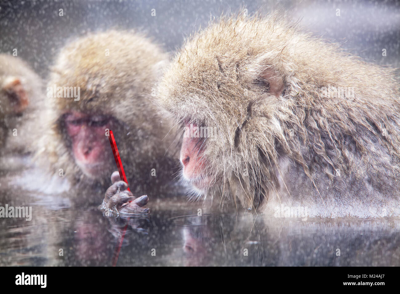 Le singe à l'aide de la mise à jour internet navigation sur smartphone social media Banque D'Images