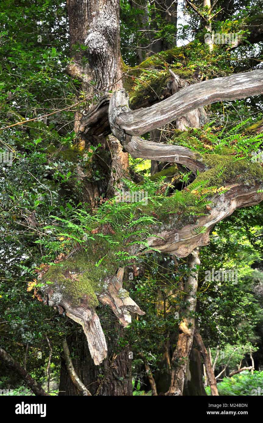 Fougères poussant sur une branche d'arbre, Parc National de New Forest Banque D'Images