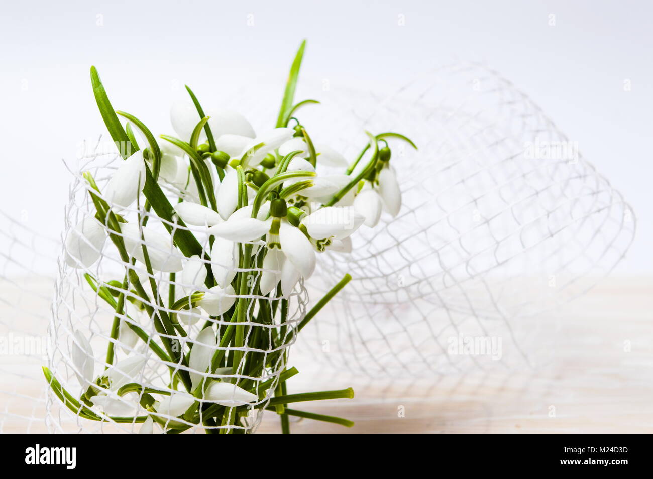 Snowdrop fleurs d'hiver bouquet sur fond blanc Banque D'Images