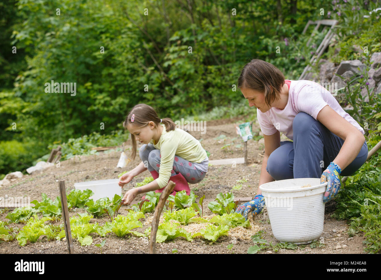 Mère et fille travaillant ensemble dans le potager. Temps de qualité, relation mère-fille, collage et du concept d'aliments biologiques. Banque D'Images