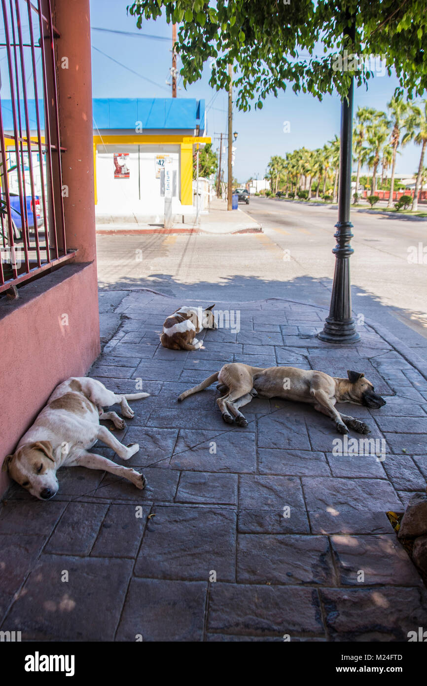 Trois chiens de dormir sur le trottoir à Loreto, Baja, au Mexique. Banque D'Images