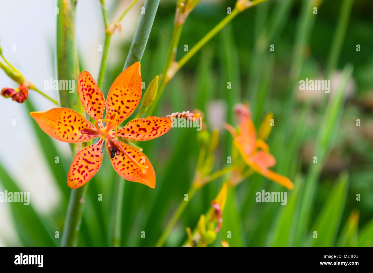 Petite fleur de lys avec Leopard dans un fond vert et de belles couleurs orange Banque D'Images