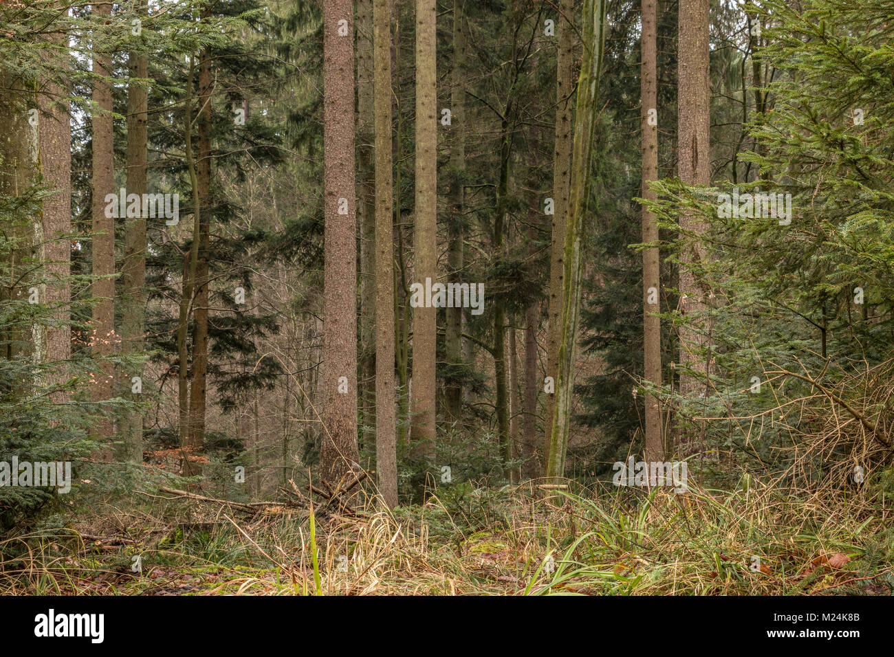 Arbres au milieu de la forêt Banque D'Images