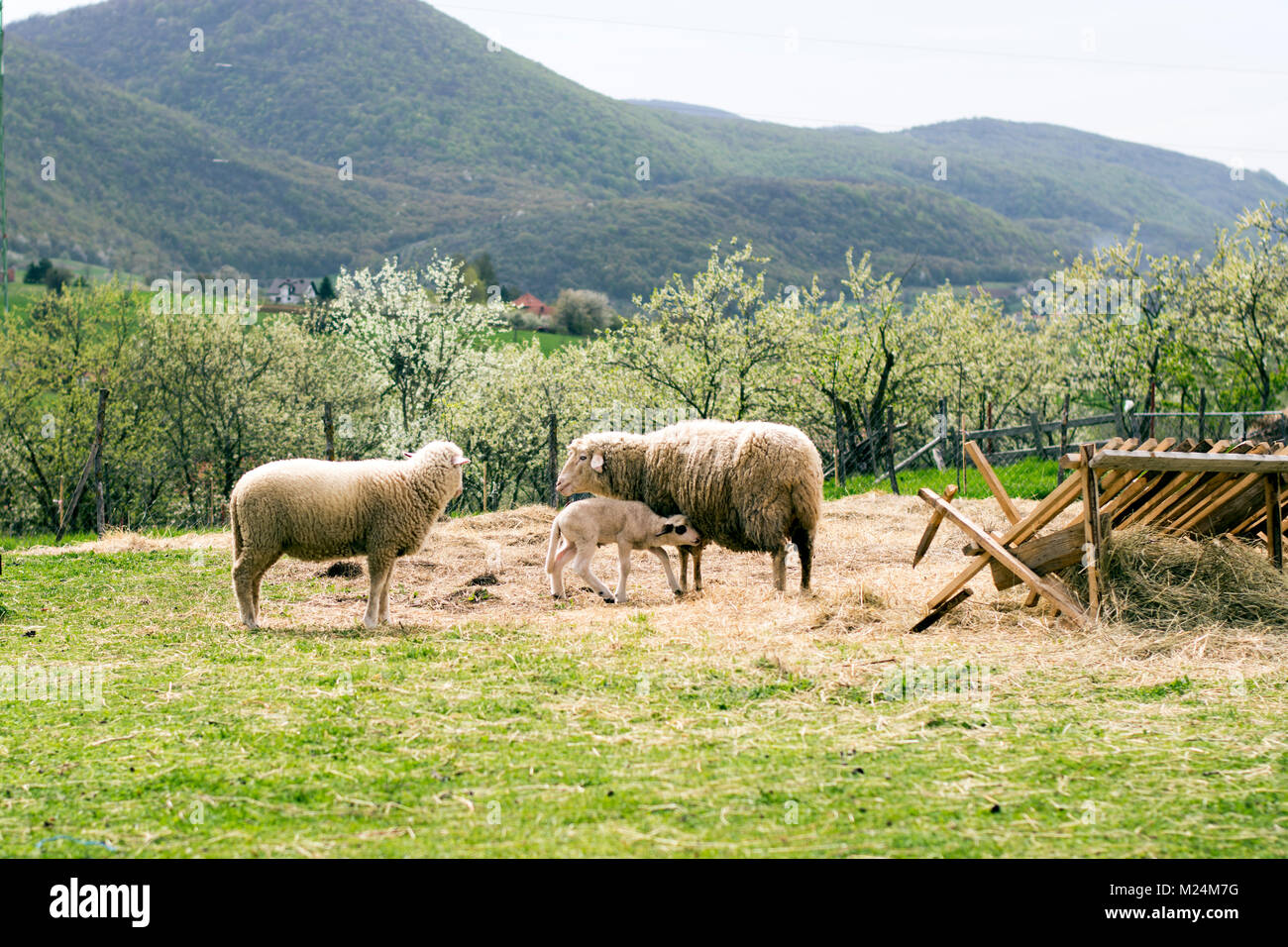 Les brebis avec son agneau le jour de printemps ensoleillé Banque D'Images