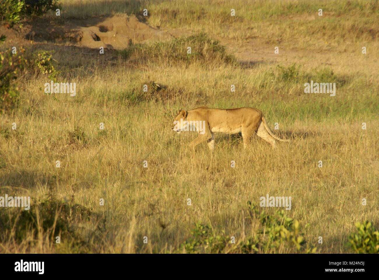 Lion safari kenya afrique du sud Banque D'Images