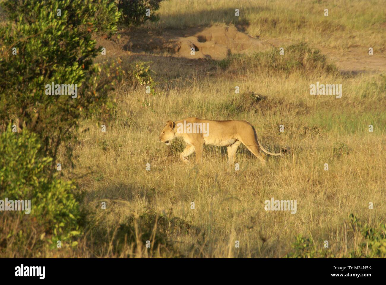 Lion safari kenya afrique du sud Banque D'Images