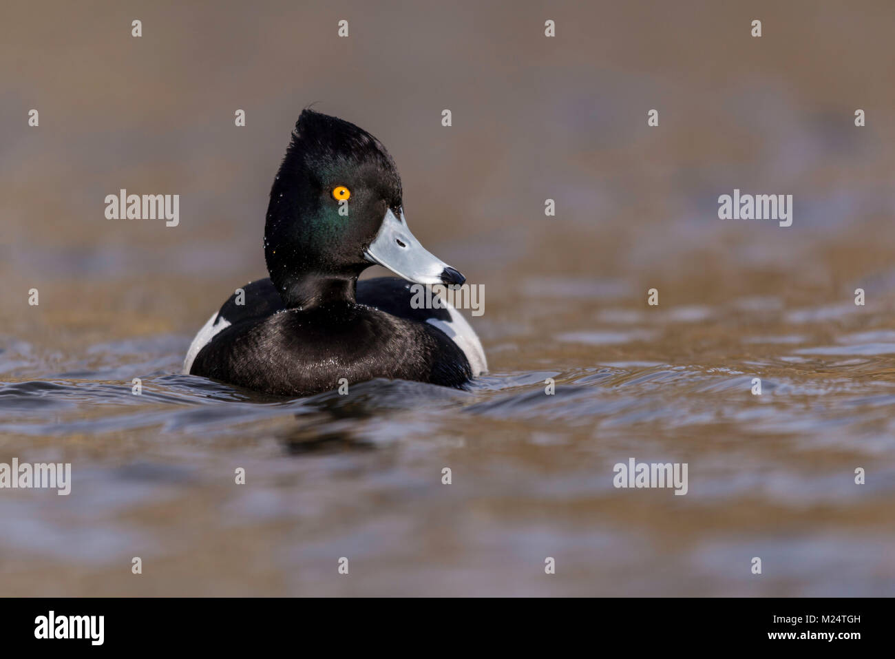 Canard touffeté mâle sur l'eau, Royaume-Uni Banque D'Images