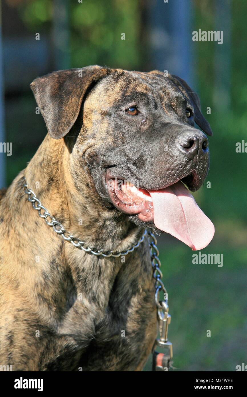 Portrait d'un brindle Boerboel Banque D'Images