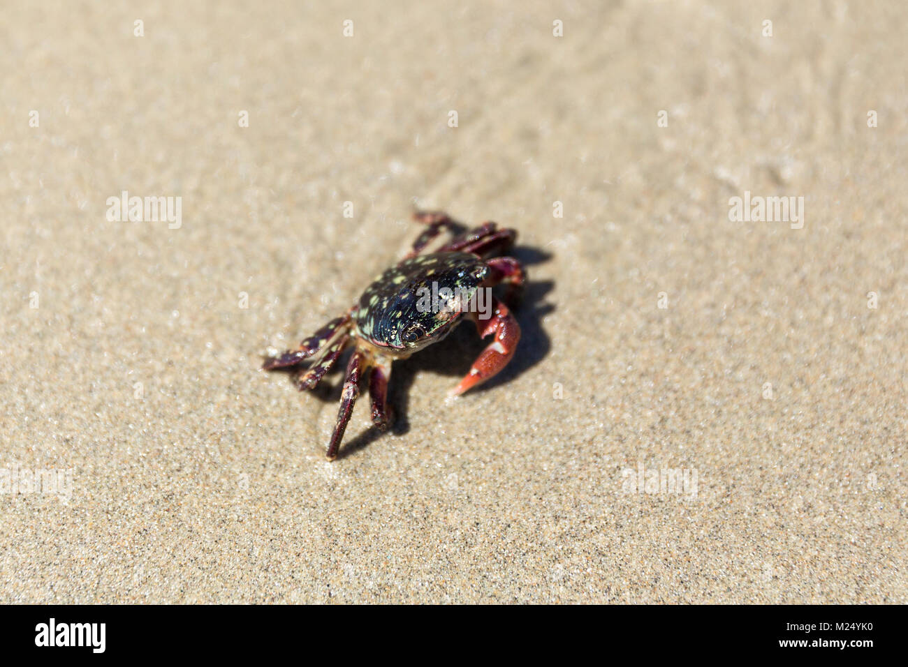 Crabe tacheté walking on beach Banque D'Images