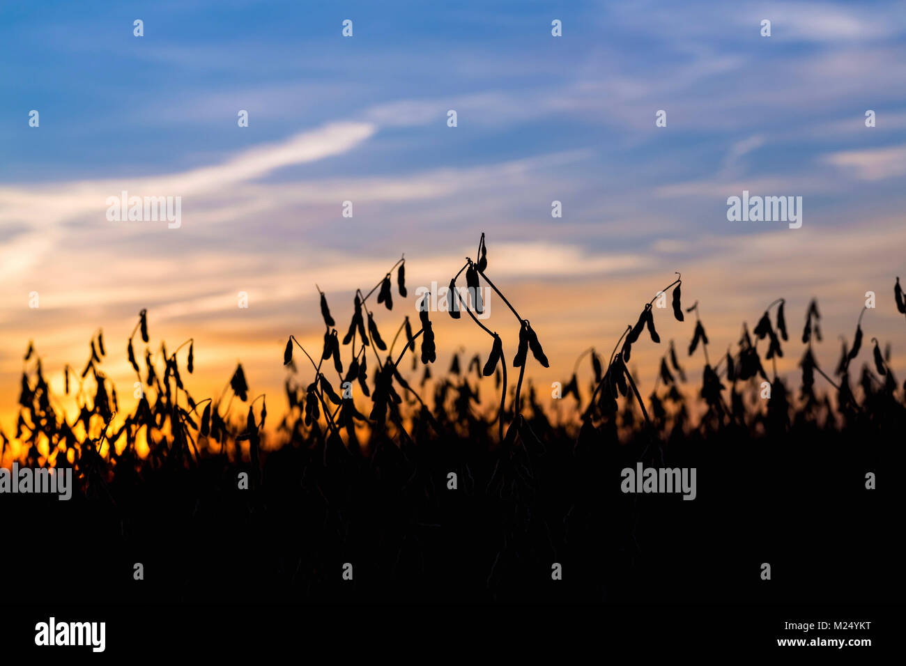 Silhouette de champ de soya au lever du soleil Banque D'Images