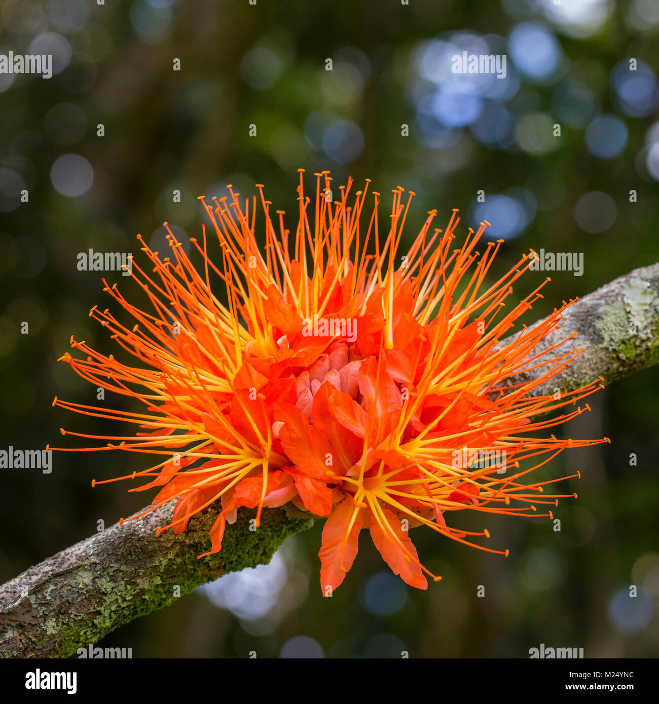 Arbre Tropical Avec Des Fleurs Orange Vif à Oahu Hawaii