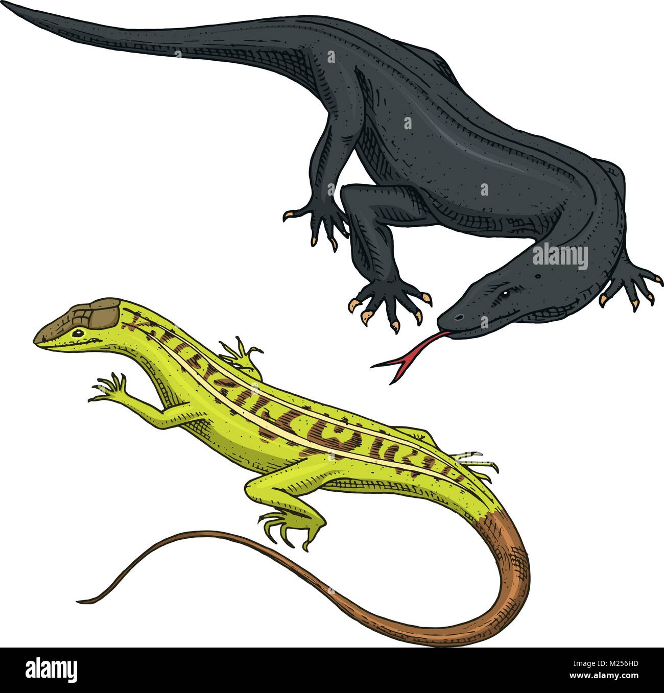 Dragon de Komodo monitor, American sand lizard, reptiles exotiques ou des serpents en Europe. Les animaux sauvages dans la nature. lacertian vector illustration pour livre ou d'animal, zoo. gravé à la main. Illustration de Vecteur