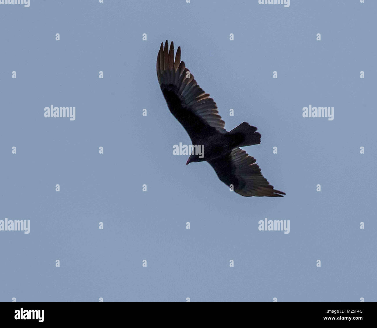 Boynton Beach, FL, USA. 27 Jan, 2018. Un Urubu à tête rouge (Cathartes aura) en vol au dessus des zones humides Caye verte Nature Centre dans le comté de Palm Beach en Floride. Credit : Arnold Drapkin/ZUMA/Alamy Fil Live News Banque D'Images