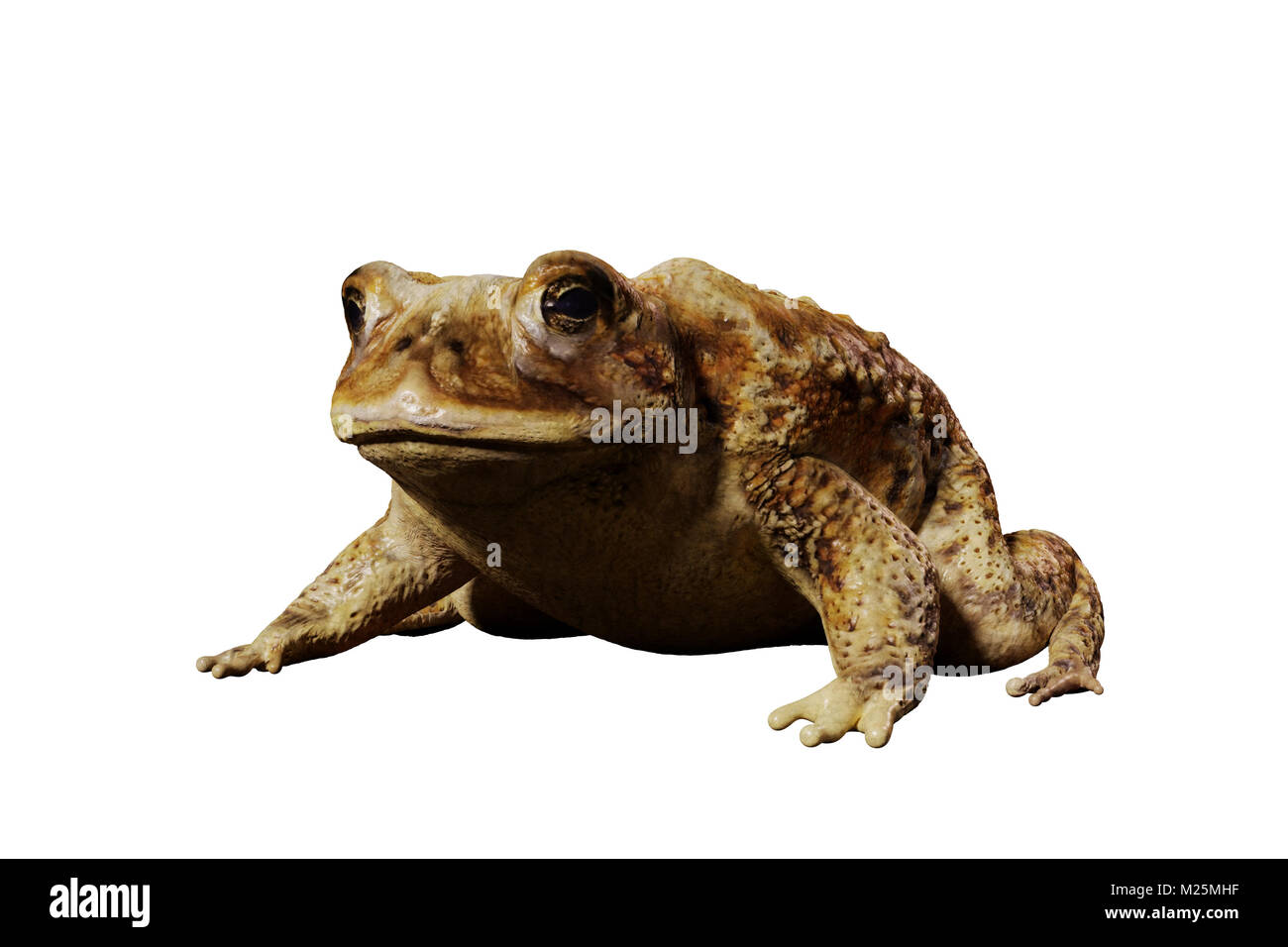 Crapaud commun (Bufo bufo) assis, isolé sur fond blanc Banque D'Images