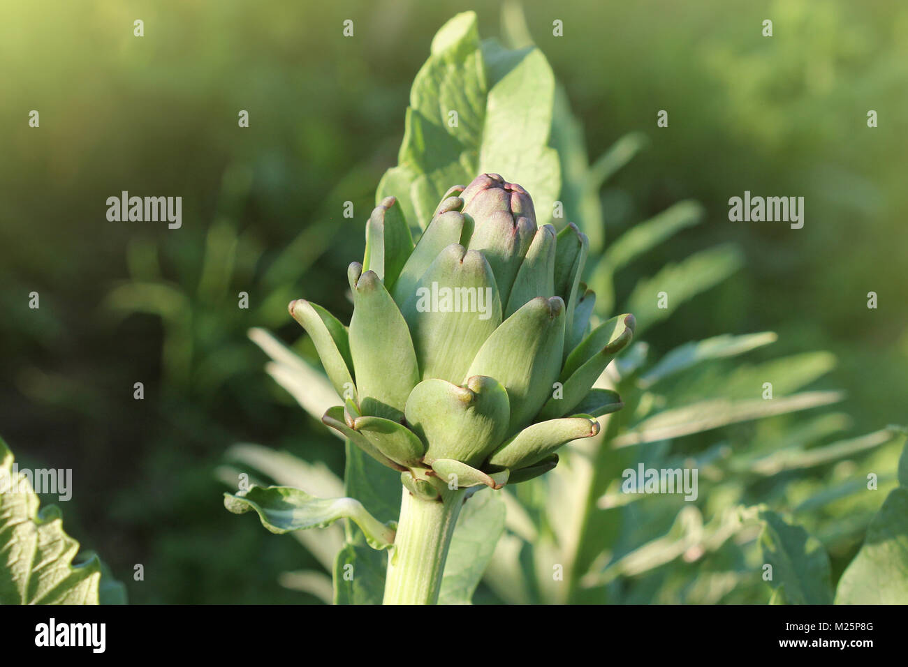 Artichaut jeune plante pousse dans un champ Banque D'Images