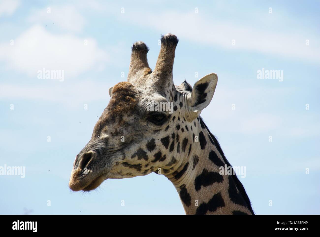 Girafe au Kenya Safari Trip Banque D'Images