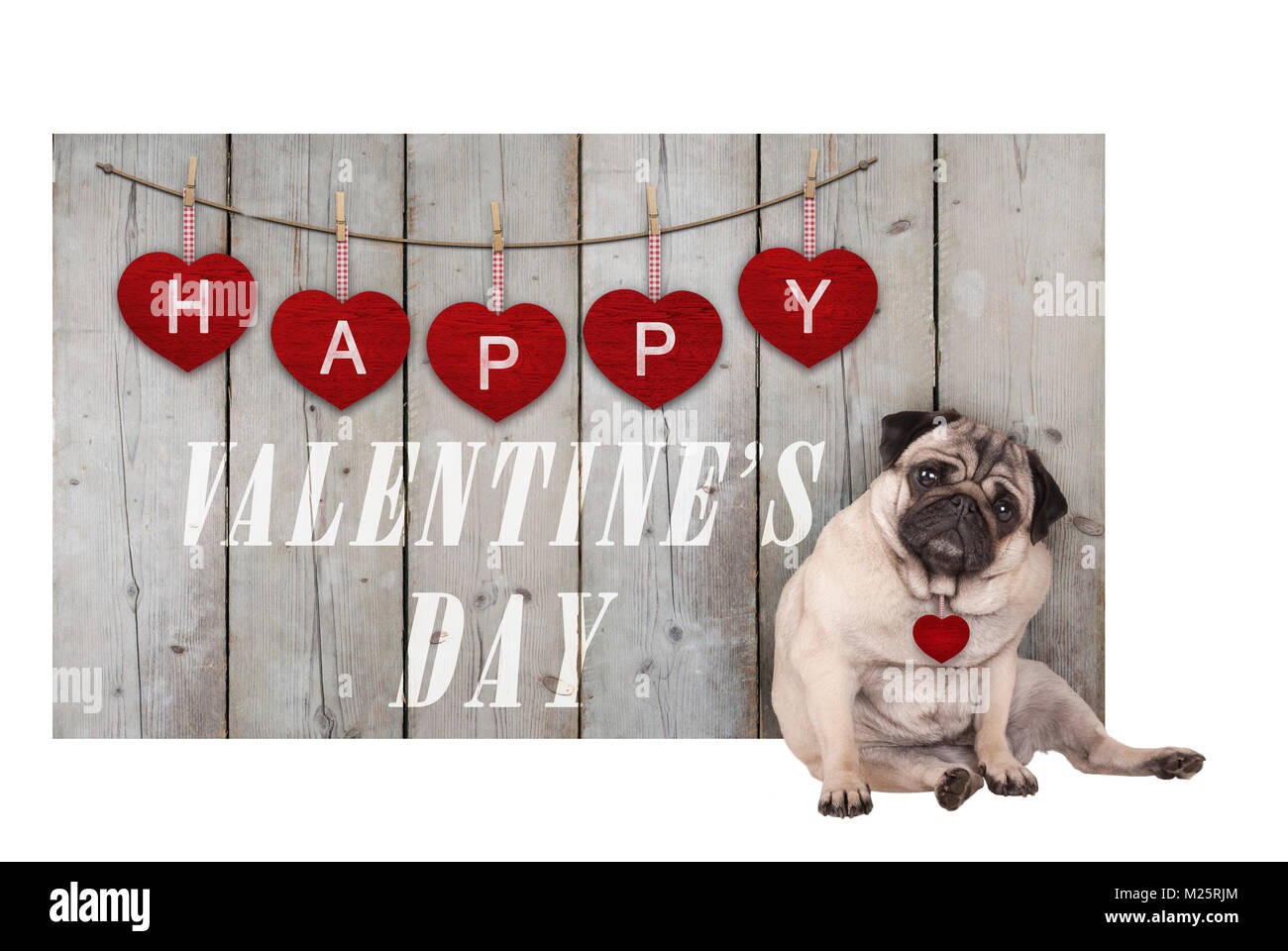 Cute puppy pug chien assis à côté de clôture en bois d'échafaudage utilisé bois avec coeur rouge et texte happy valentines day, isolated on white background Banque D'Images
