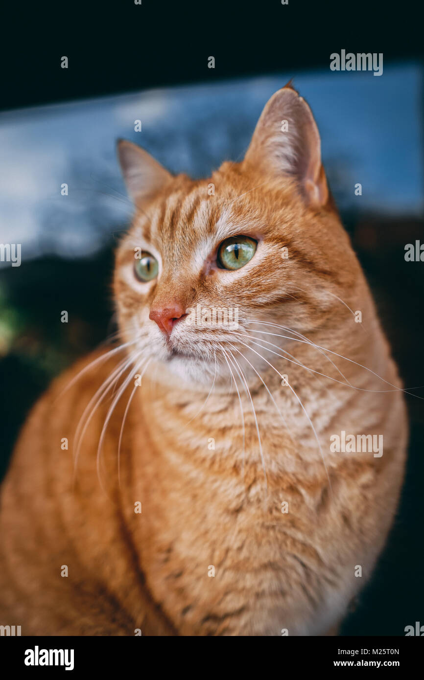 Photo d'un chat rouge en face d'une fenêtre Banque D'Images