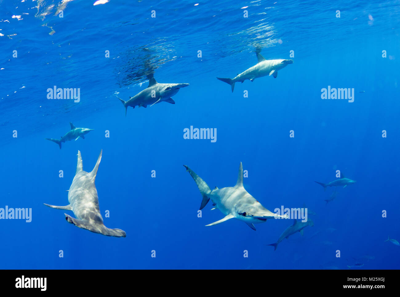Les écoles des requins-marteaux former au large de Kona, Hawaii chaque année. Banque D'Images
