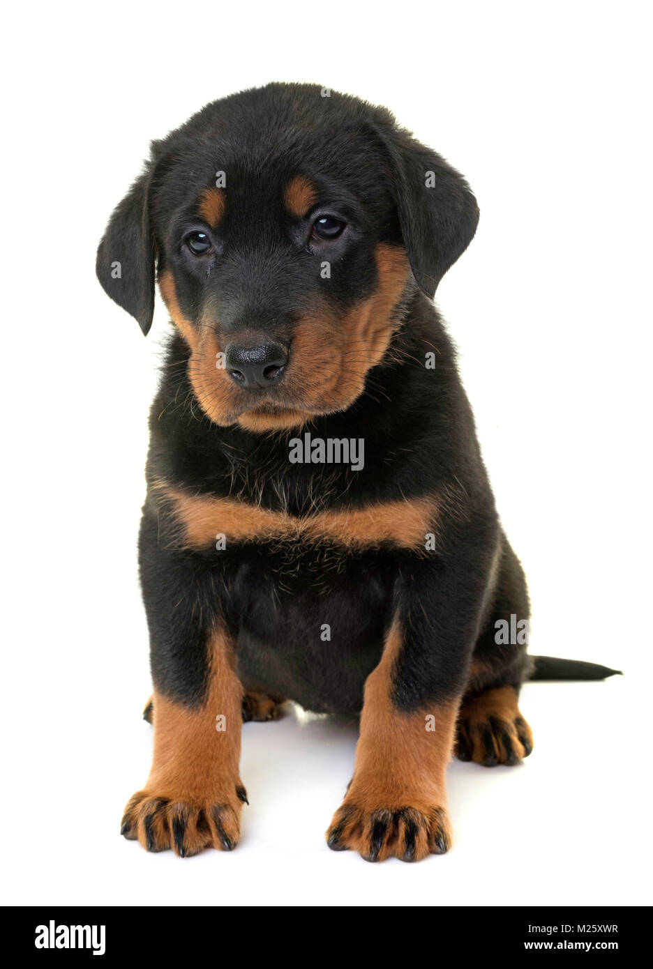 Chiot beauceron in front of white background Photo Stock - Alamy