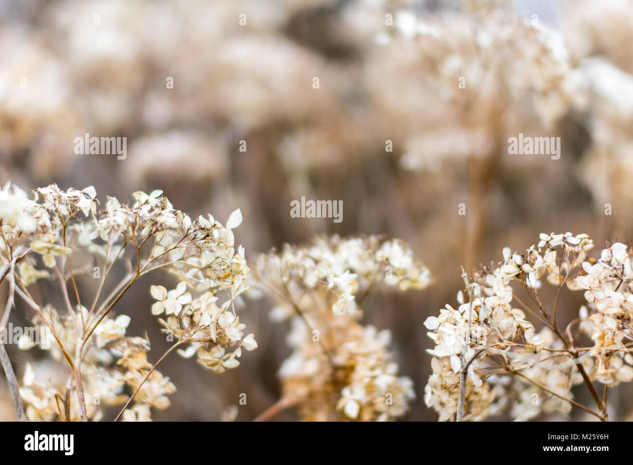 Fleurs d'hortensia séchées en hiver avec une faible profondeur de champ, créant un joli fond flou et discret Banque D'Images