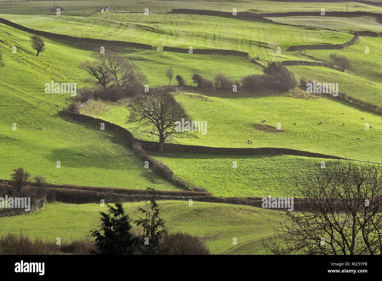 La fin de l'après-midi la lumière à travers champs, entouré de vieux murs en pierre en Cumbria en automne Banque D'Images
