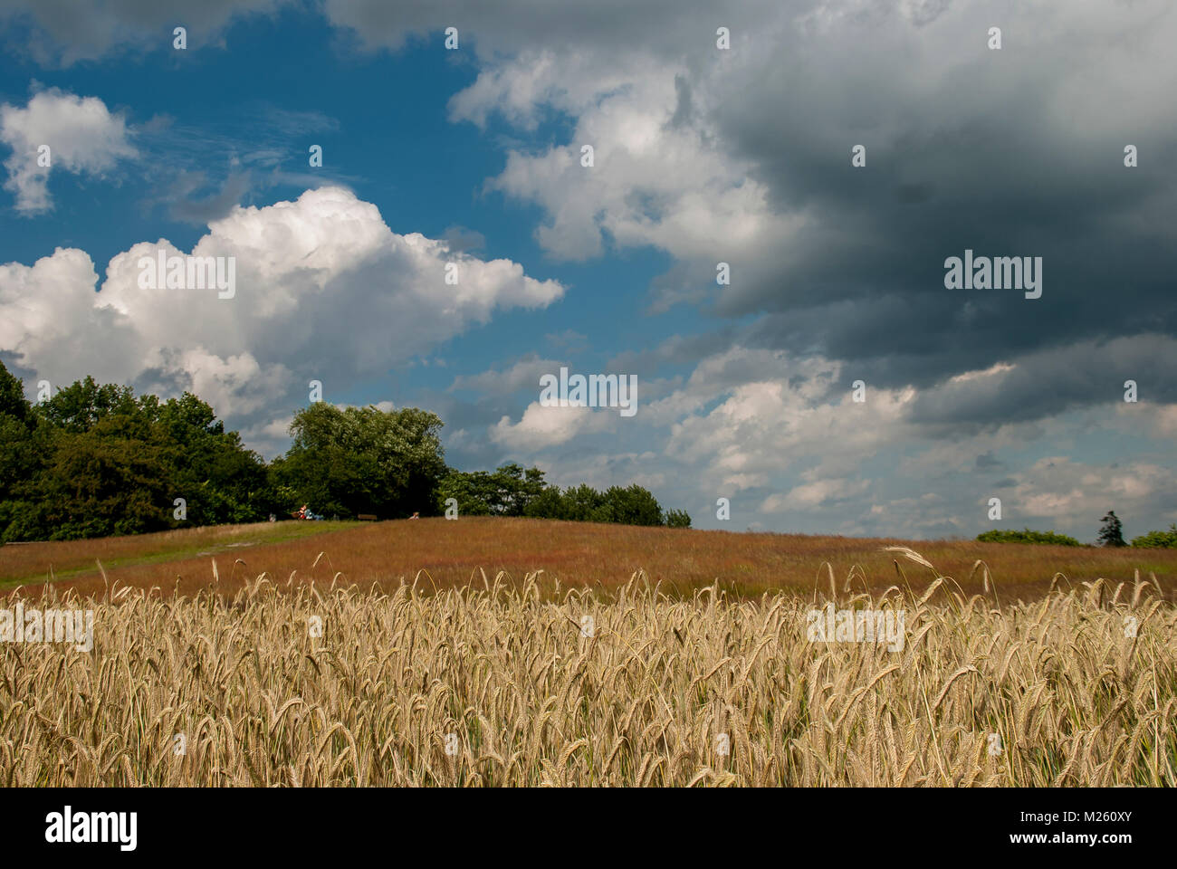 Künstlerdorf Worpswede, das Teufelsmoor mit wunderschöner Naturlandschaft im an der Hamme und auf dem Weyerberg Banque D'Images