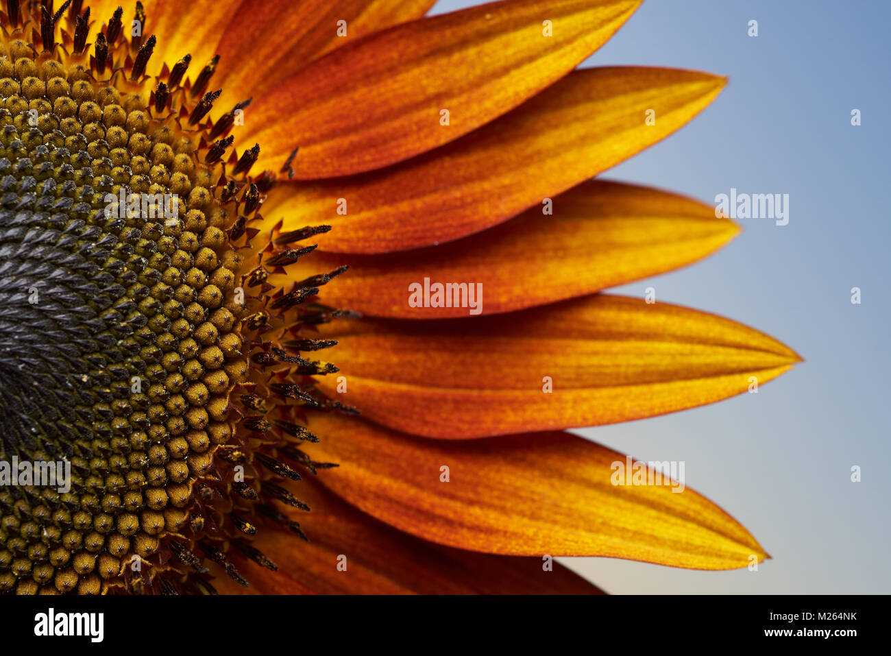Gros plan du soleil du soir, le tournesol. Banque D'Images