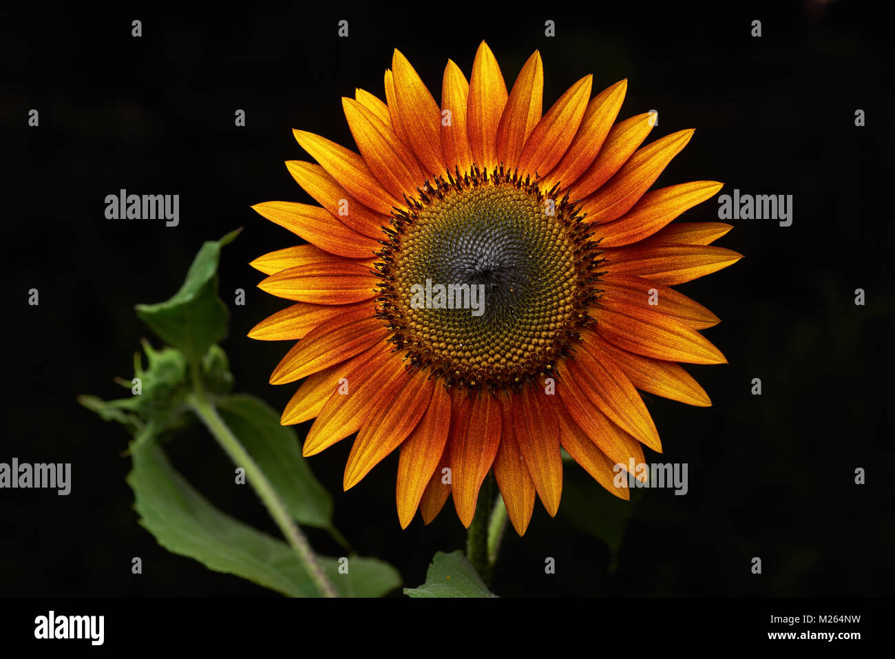 Gros plan du soleil du soir, tournesol, avec unopenneed bud en arrière-plan. Fond noir, Banque D'Images
