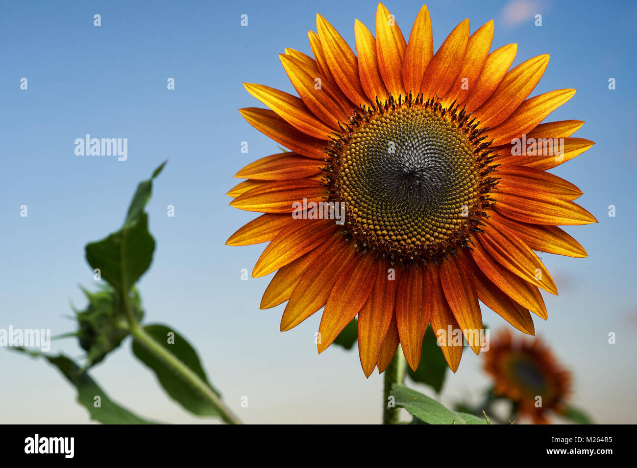 Gros plan du soleil du soir, le tournesol. Banque D'Images