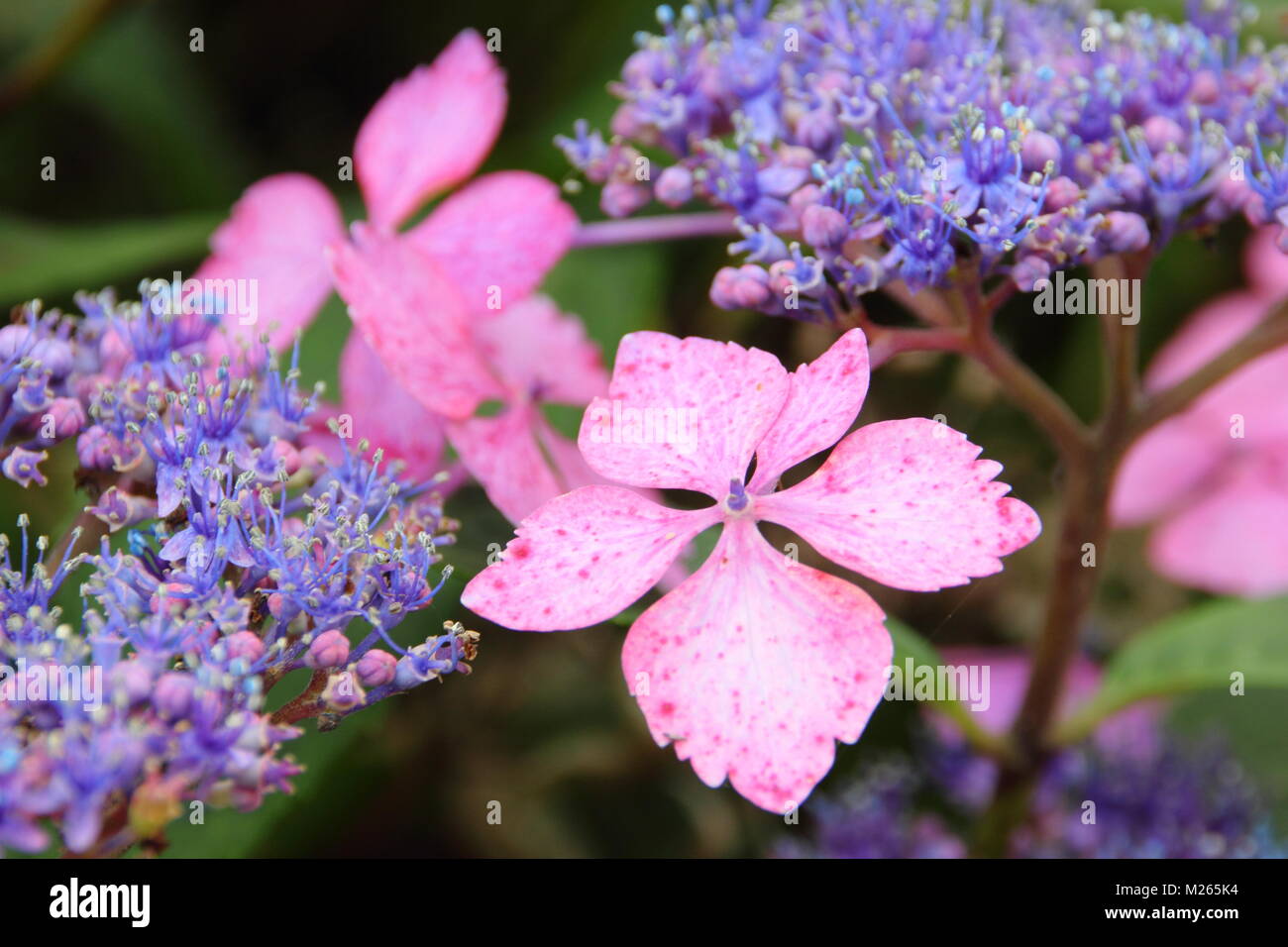 Hydrangea macrophylla 'Mariesii Lilacina', un hortensia lacecap en fleur dans un jardin anglais border en été (août), au Royaume-Uni. Aga Banque D'Images