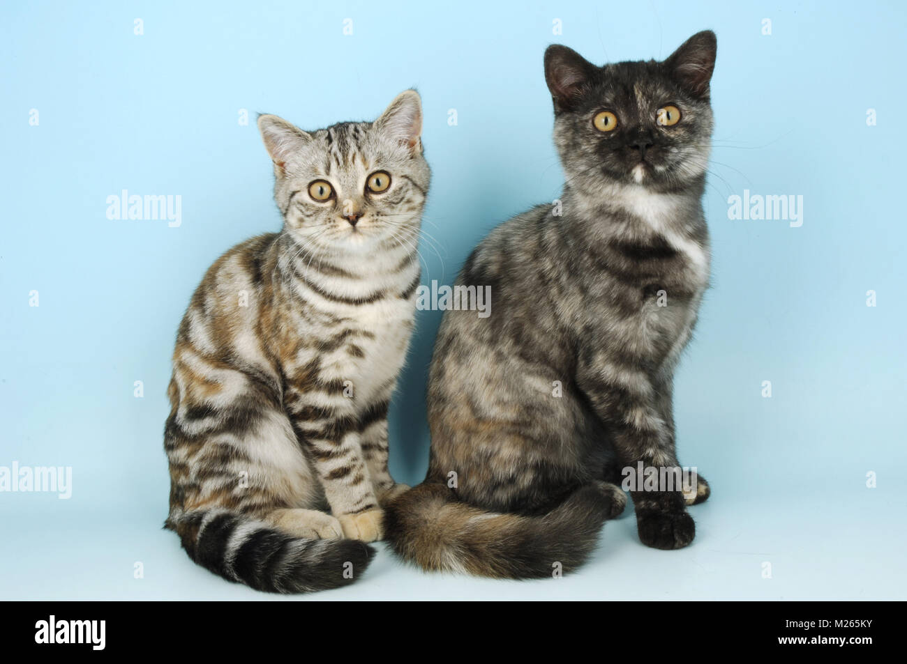 Deux jeunes chats British Shorthair looking at camera, tortie smoke (droite) et tortie silver tabby (à gauche) Banque D'Images