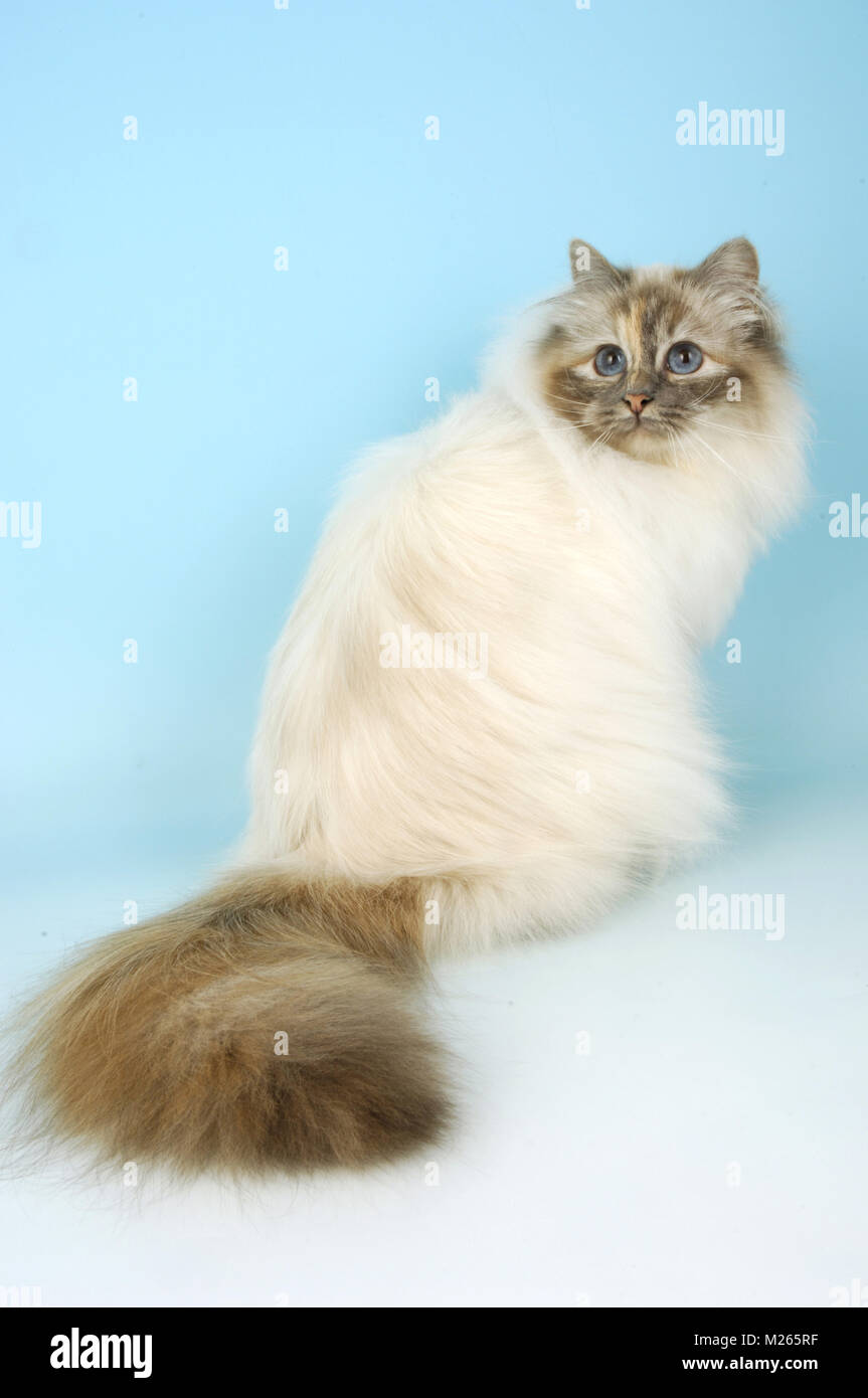 Blue Tortie Rabbit Tortie bleue tabby Banque de photographies et d’images à haute ...