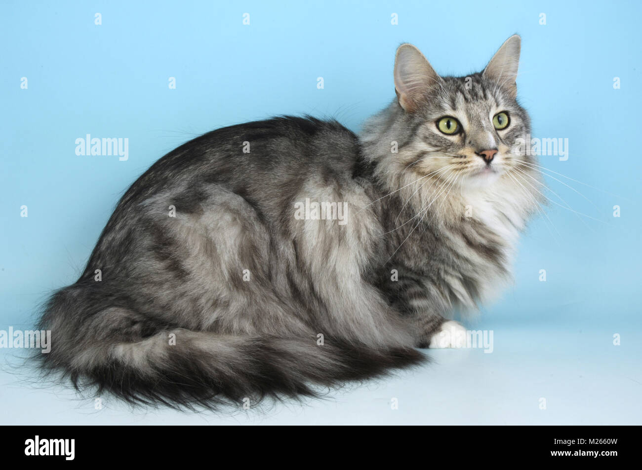 Silver Tabby Et Blanc Chat Norvegien Assis Sur Fond Bleu Photo Stock Alamy