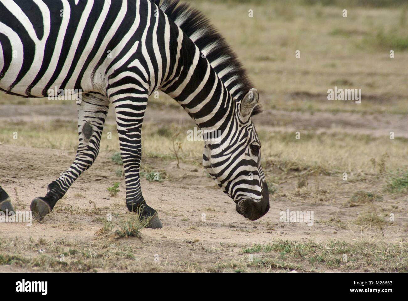 Le groupe zebra en kenya safari Banque D'Images