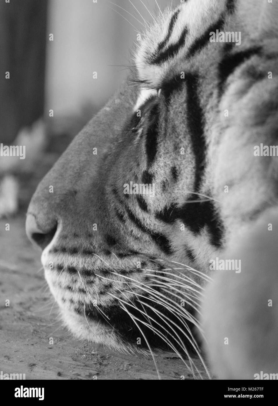 Tigre au repos Banque D'Images