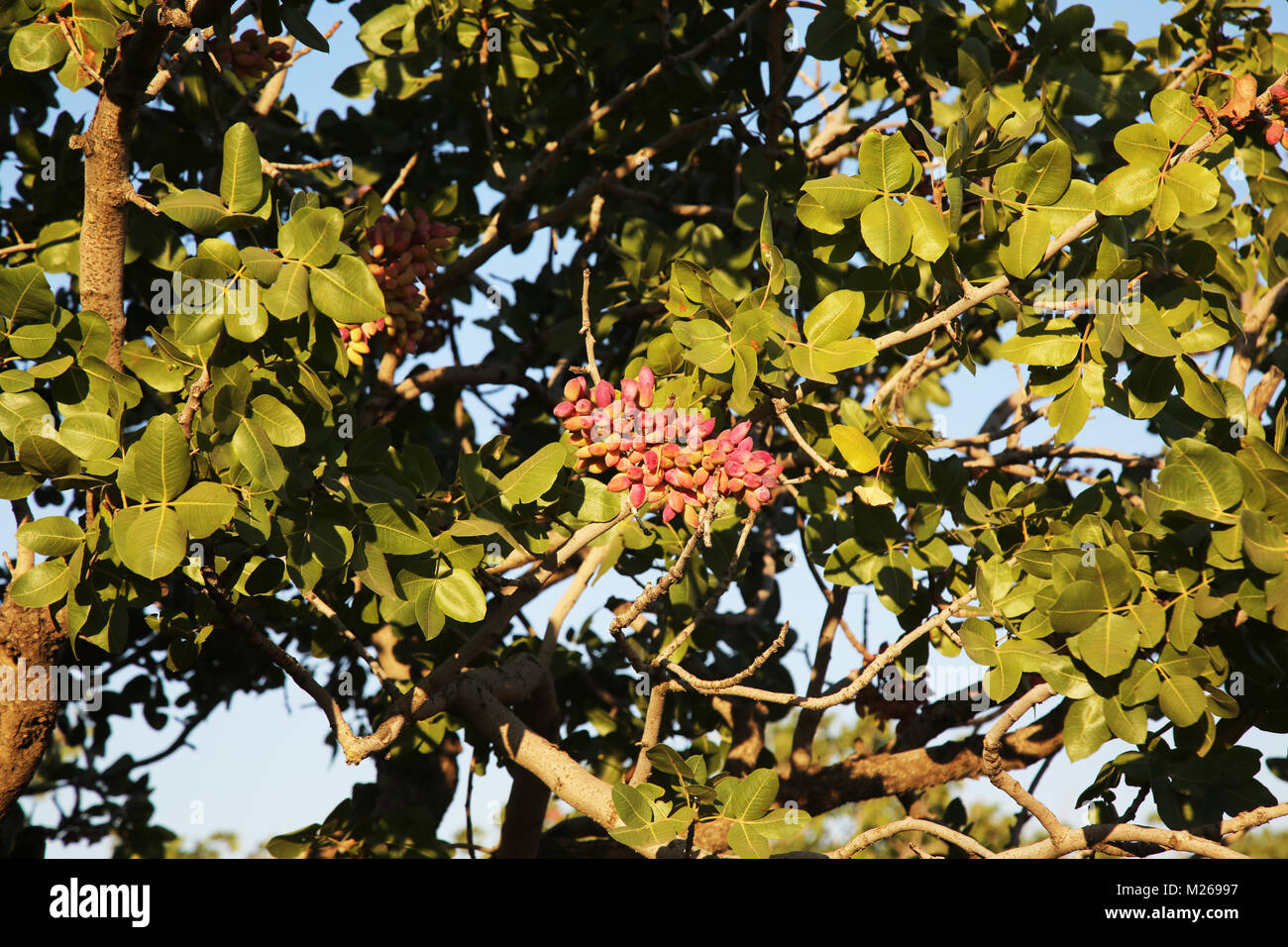 Pistaches poussent sur l'arbre en août dans le jardin de pistache à Gaziantep. Les pistaches sur une branche du pistachier. La lumière du jour. Close-up. Banque D'Images