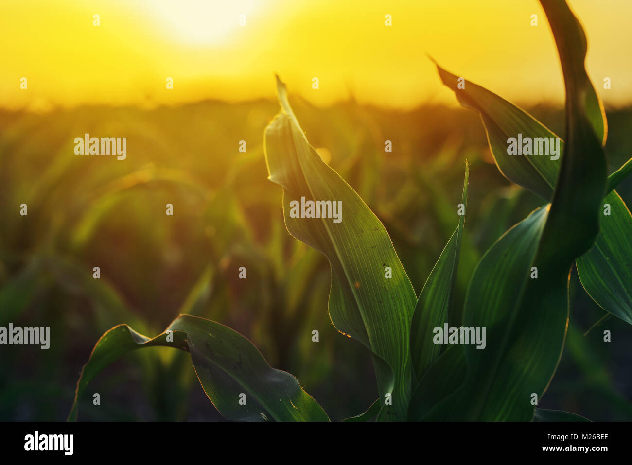Plantation de maïs dans le coucher du soleil, les plantes de maïs growing in field Banque D'Images