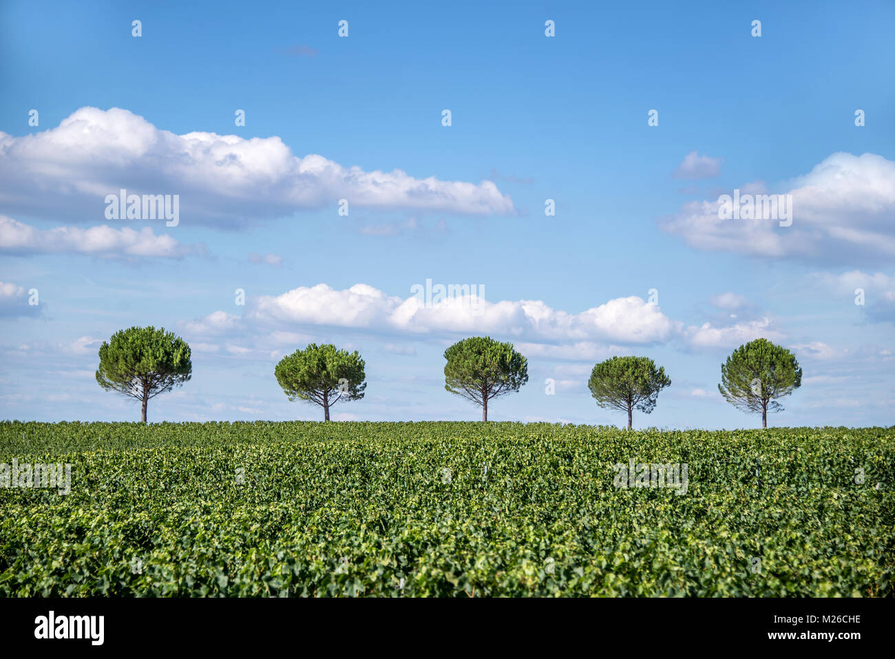 Rangée de cinq arbres dans un champ Banque D'Images