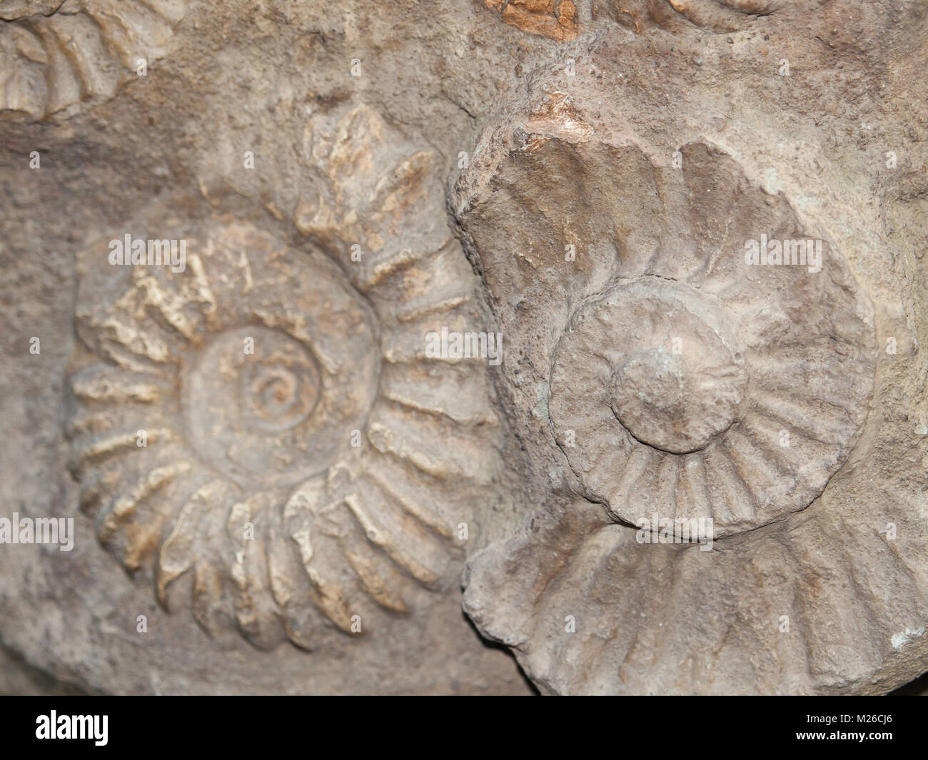 Scaphites - espèce de céphalopodes éteints du Maroc Banque D'Images