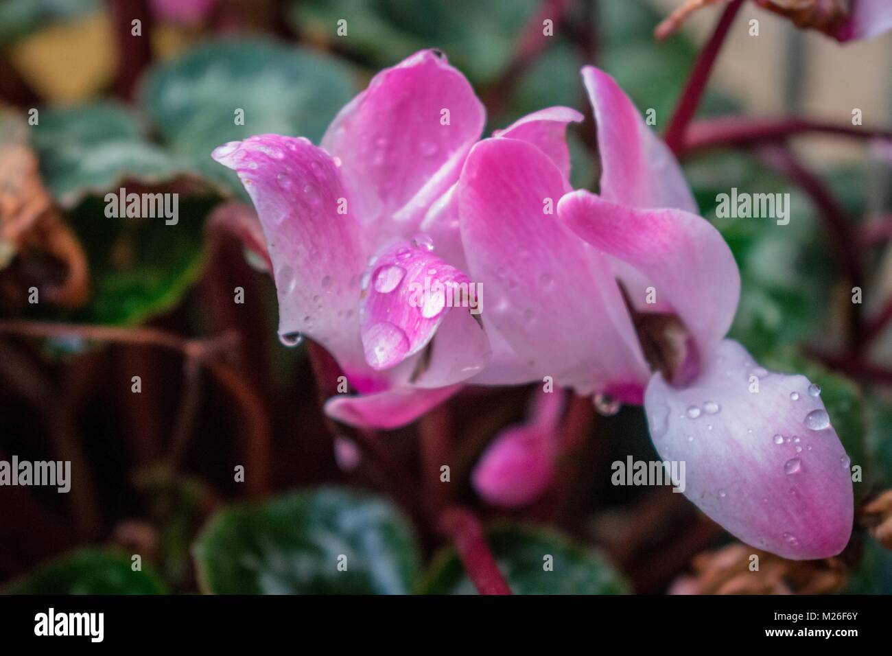 Fleur rose avec des gouttes de pluie Banque D'Images