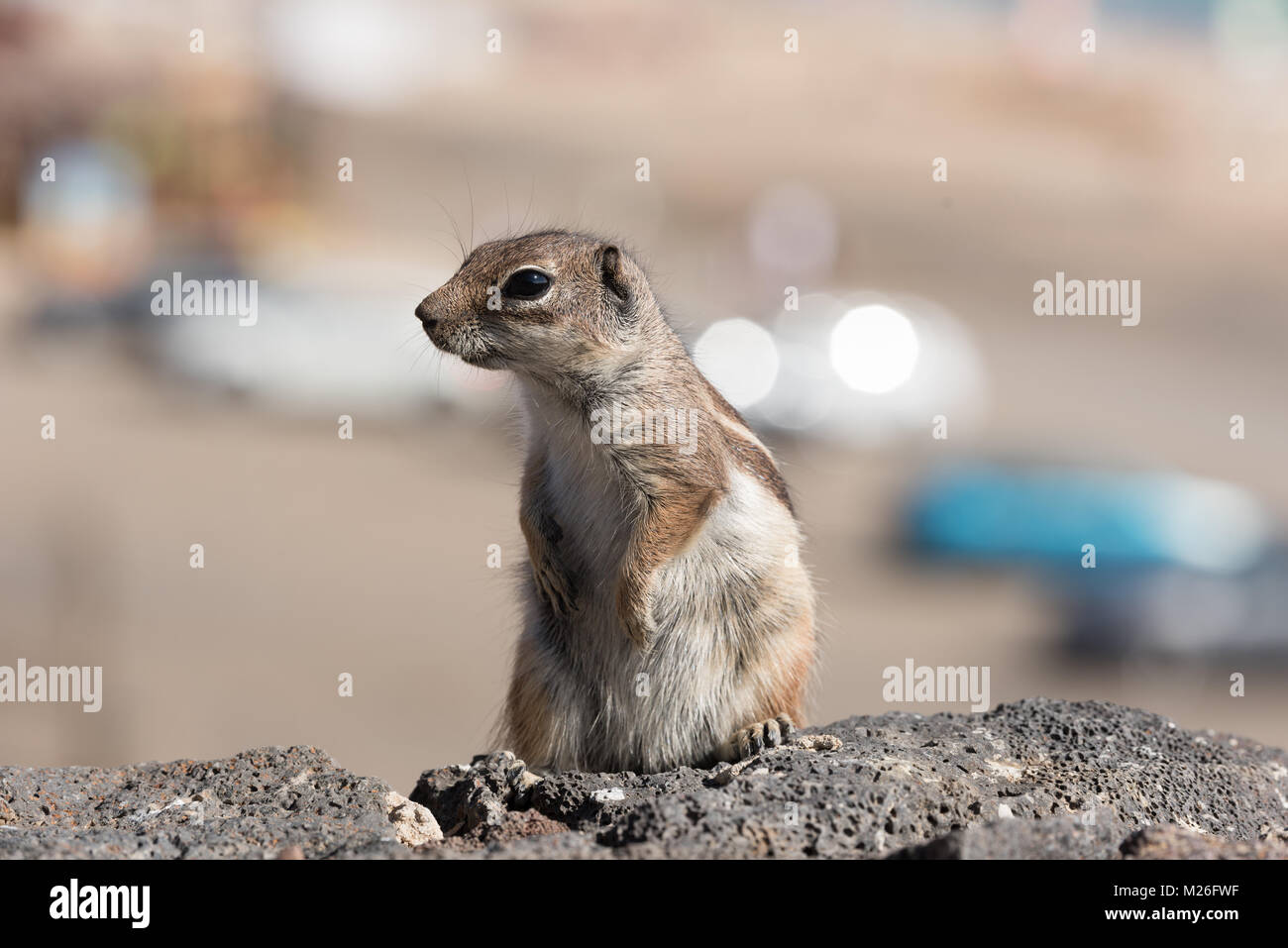 Vue sur un écureuil terrestre avec l'arrière-plan flou Banque D'Images